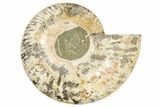 Cut & Polished, Agatized Ammonite Fossil (Half) - Madagascar #191587-1